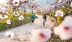 Bike und Mandelblüte